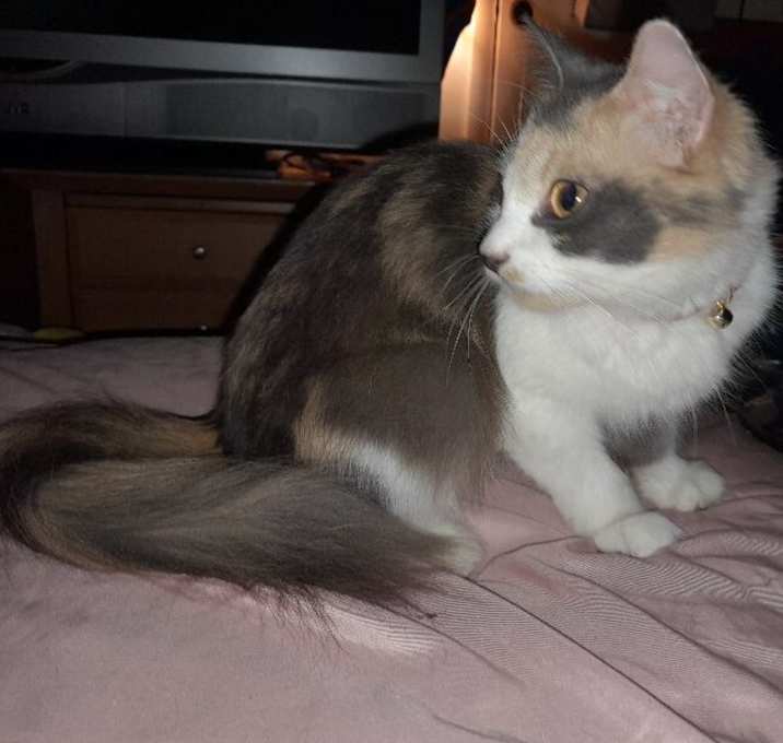 Photo of Patches
