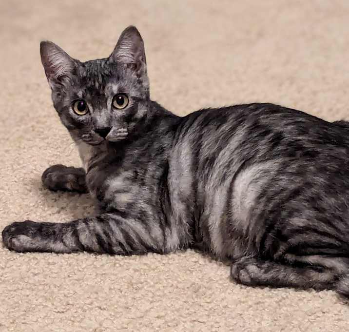 Photo of Gris