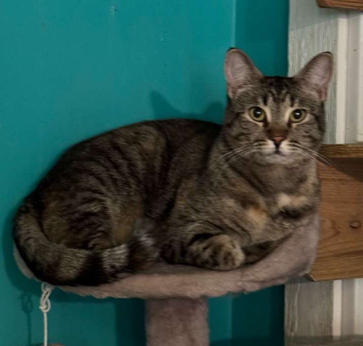 Photo of Snickers