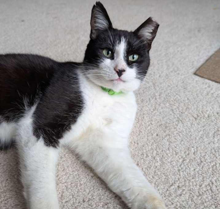 Photo of Apollo