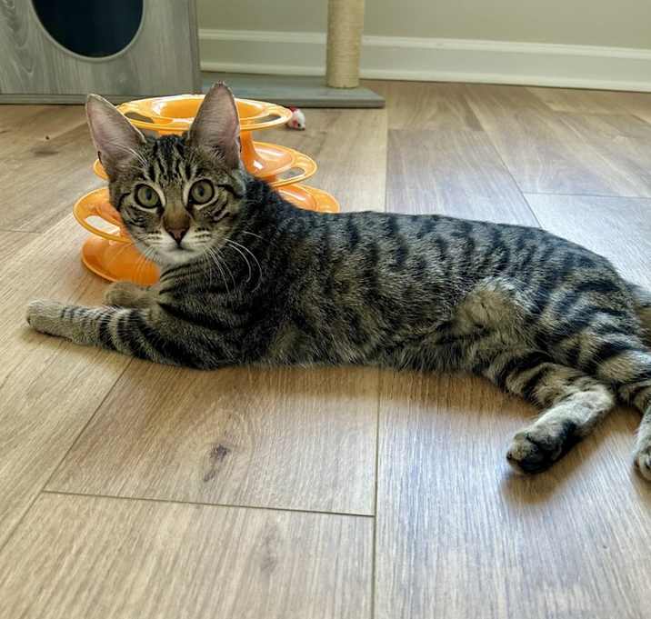 Photo of Timber
