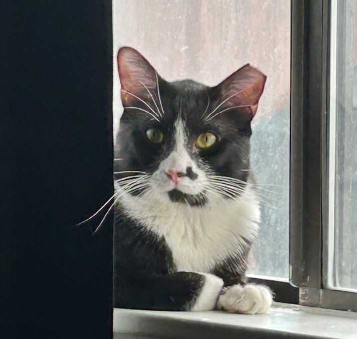 Photo of Felix