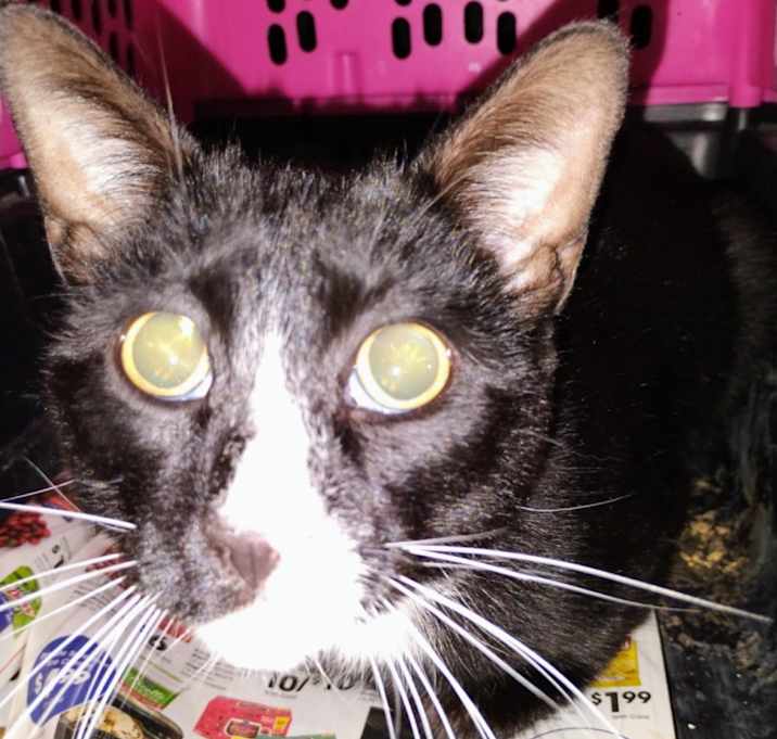 Photo of SNOOPY PUT-Stray-12904