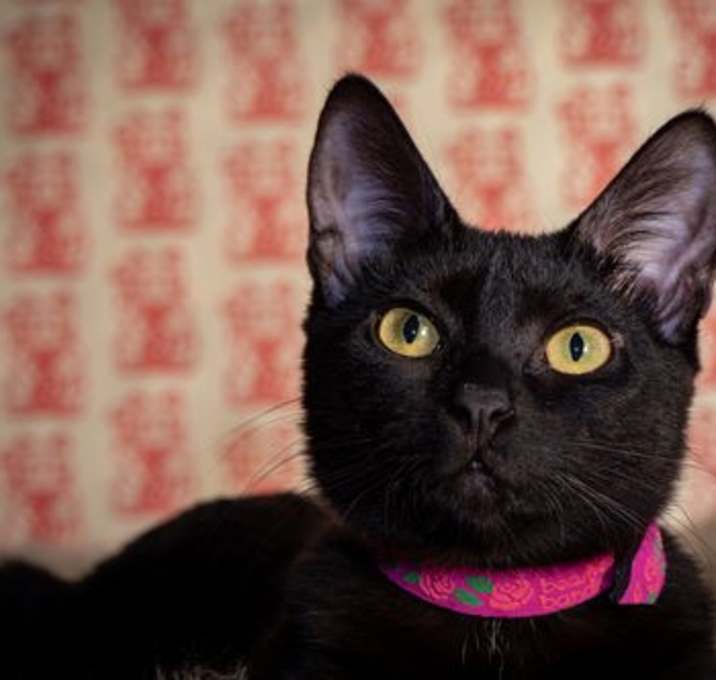 Photo of Starling