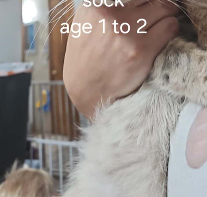 Photo of Socks
