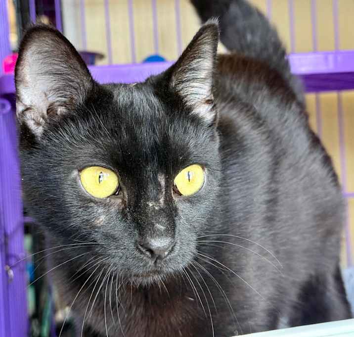 Photo of Nebula
