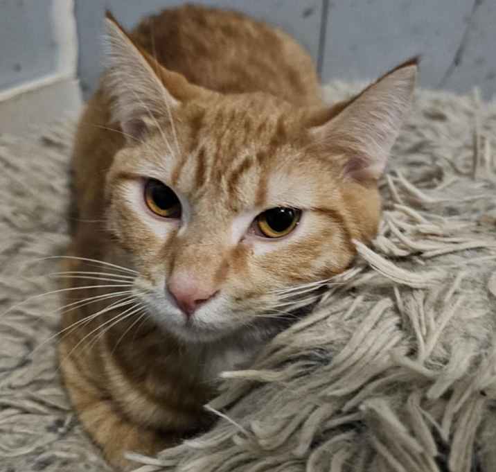 Photo of Brioche