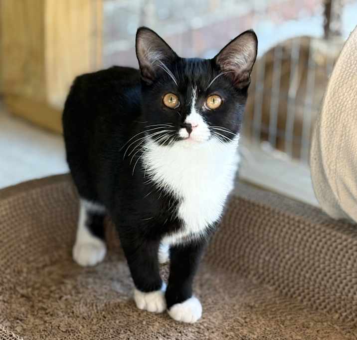 Photo of Poe