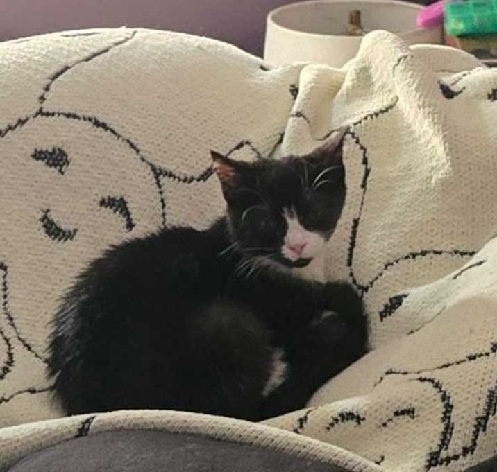 Photo of Pumpkin