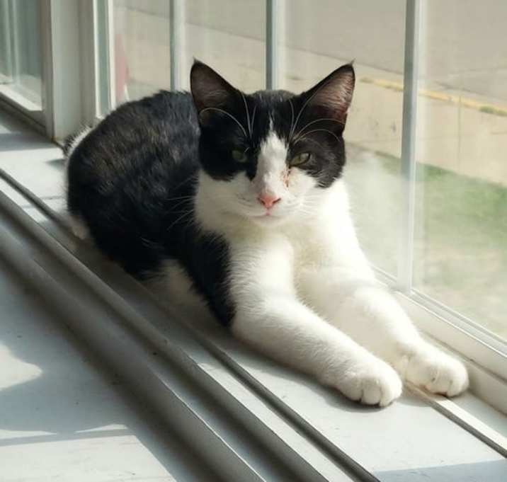 Photo of Ringo @ The Cat's Brew