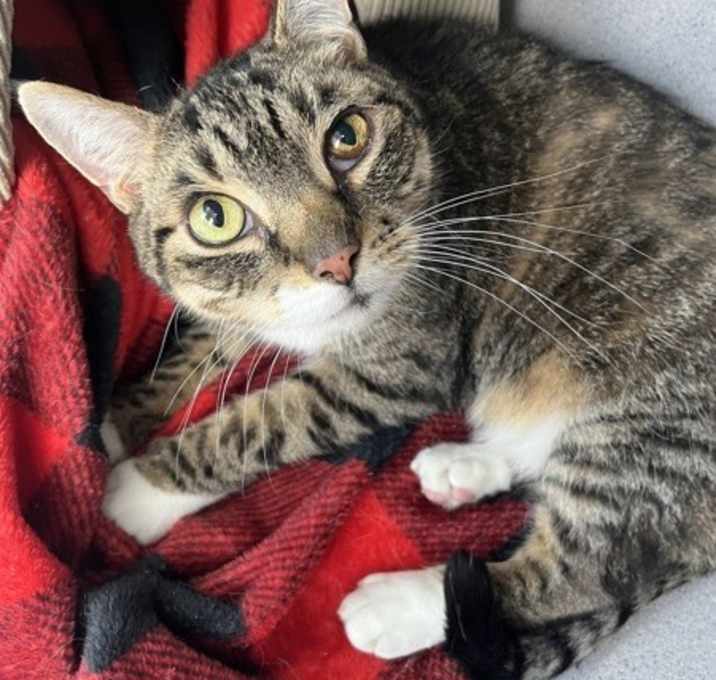 Photo of Smokey