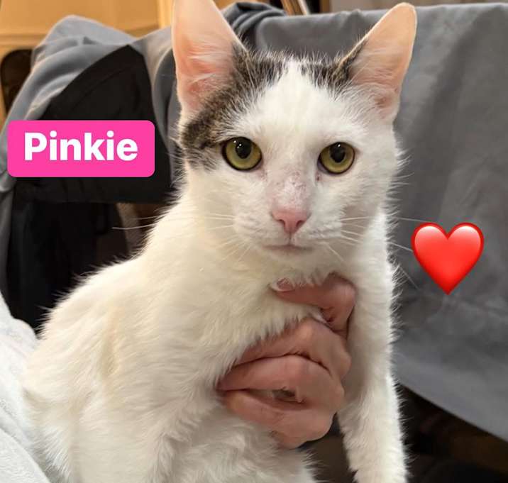 Photo of Pinky