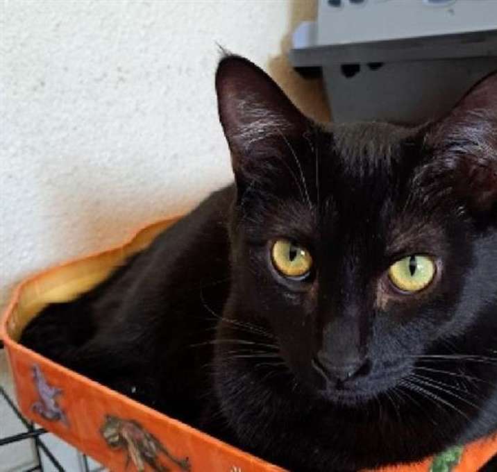 Photo of Pebble