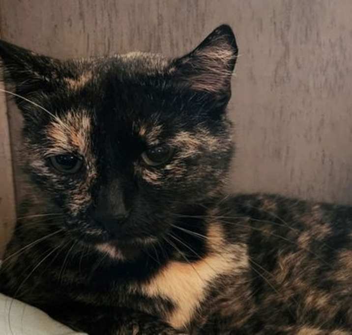 Photo of Snickers