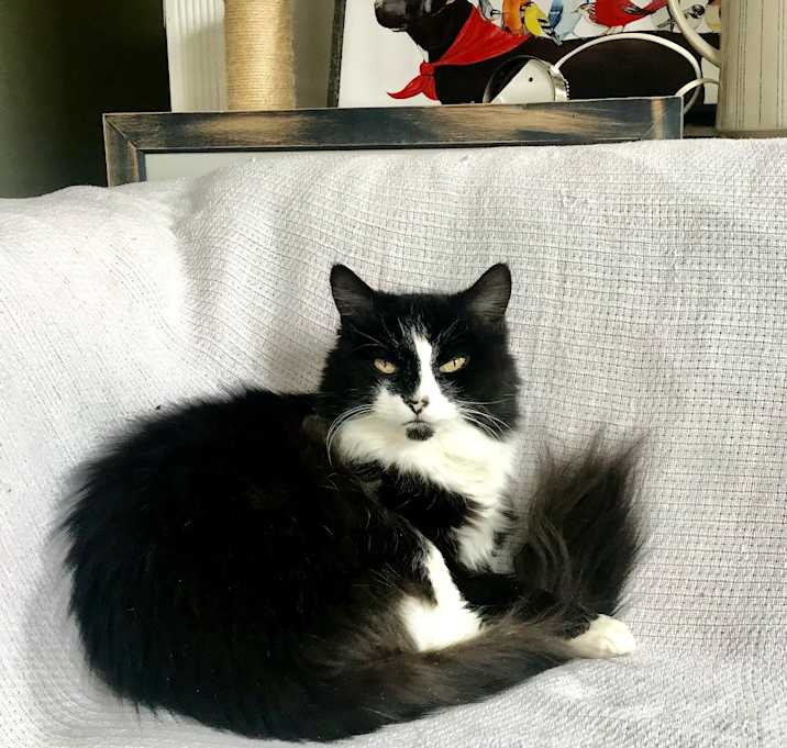 Photo of Shelby
