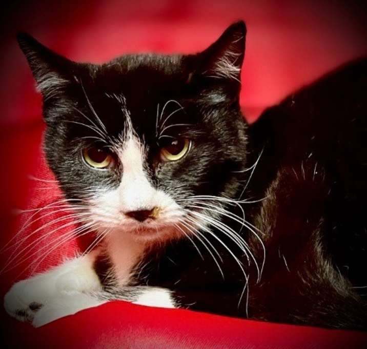 Photo of Stewy