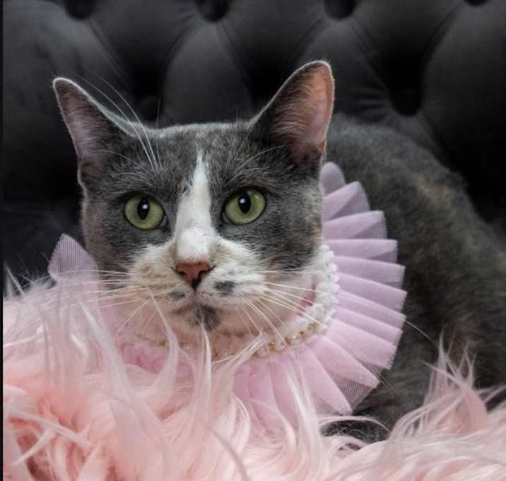 Photo of Paprika