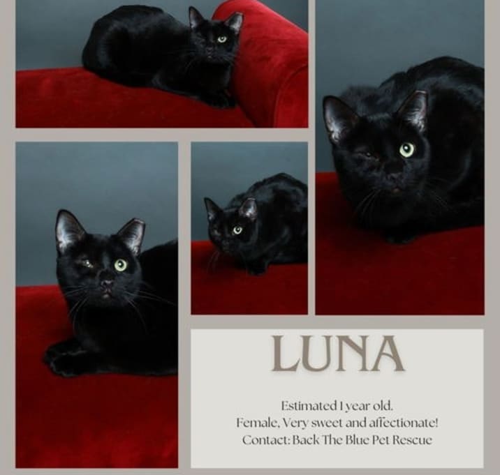 Photo of Luna