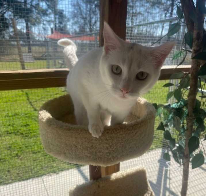 Photo of Snowball