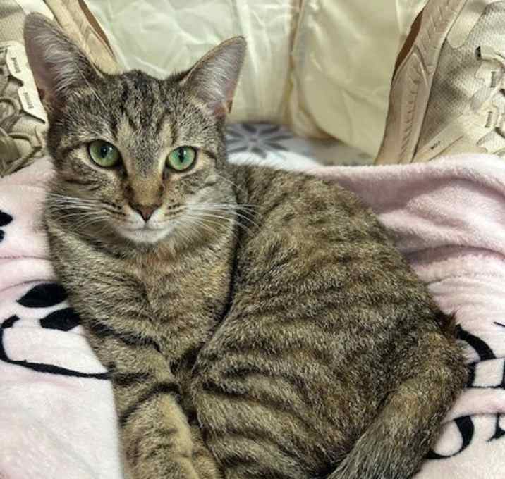 Photo of Zinnia