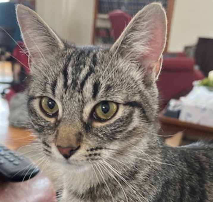 Photo of Elrond