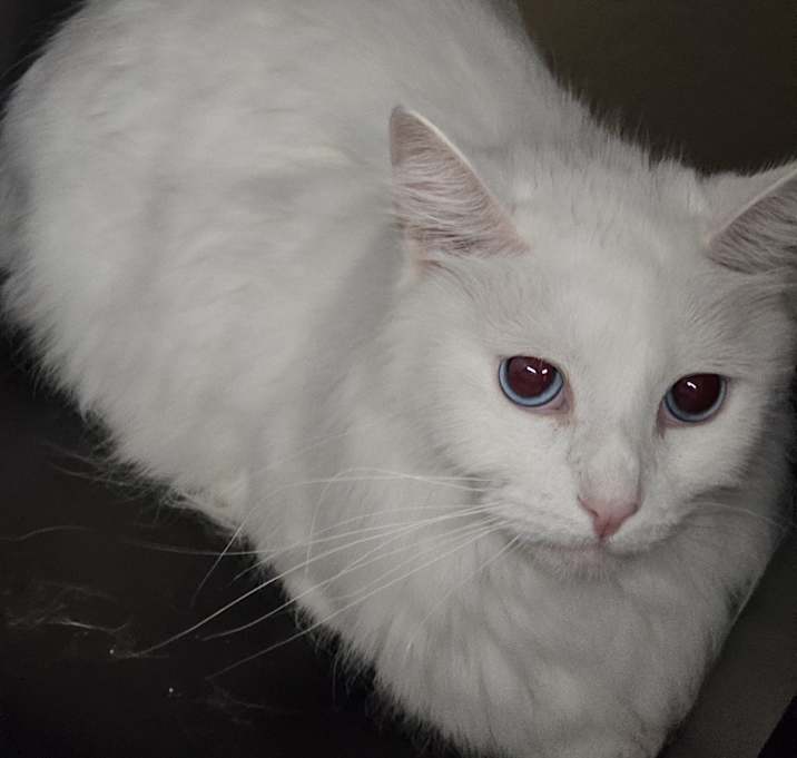 Photo of Kitty