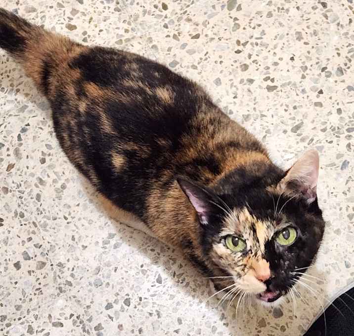 Photo of Piki