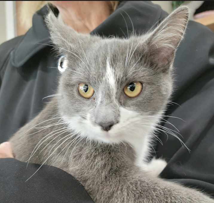 Photo of Bell