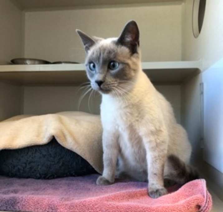 Photo of Gemma (Approved application)
