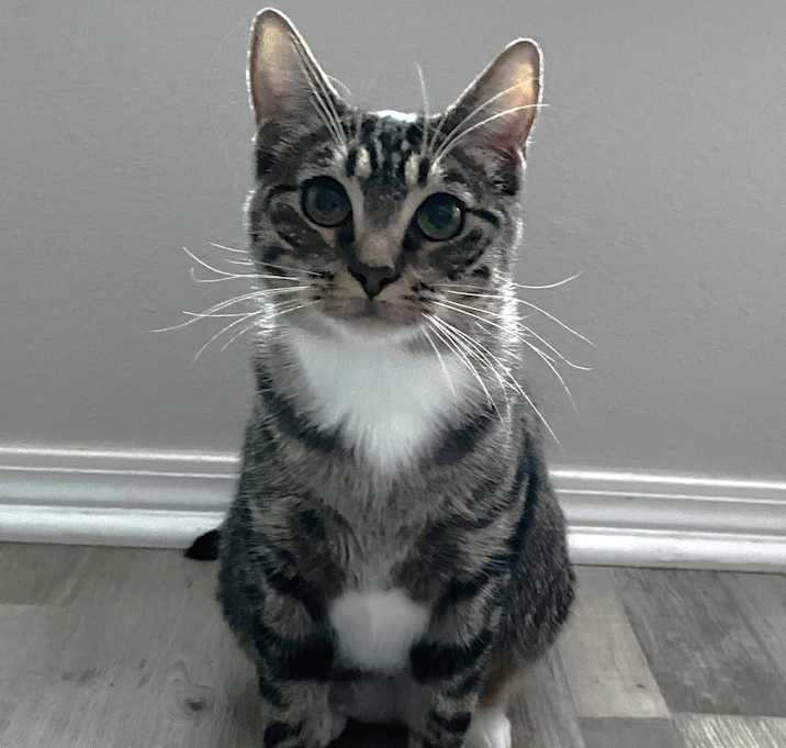 Photo of Waffles