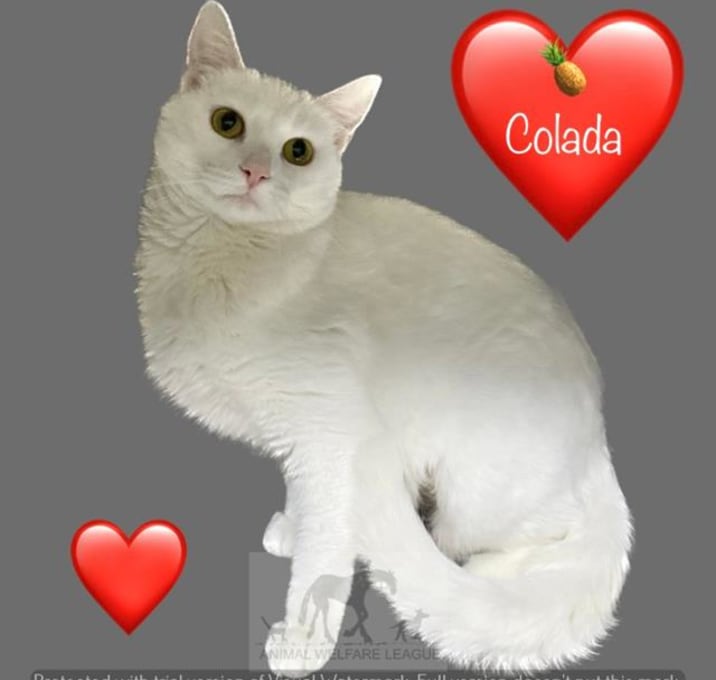Photo of COLADA