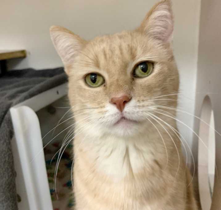 Photo of Neko