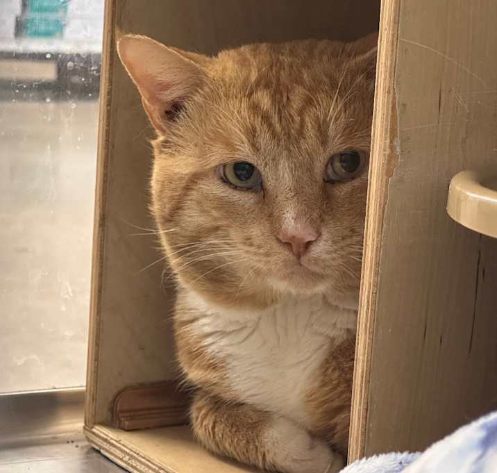 Photo of Goose