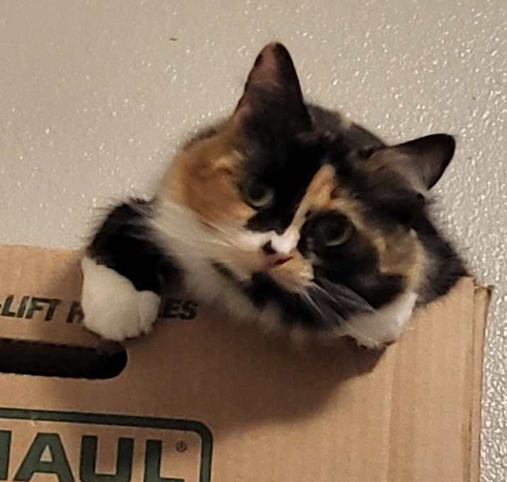 Photo of Juniper