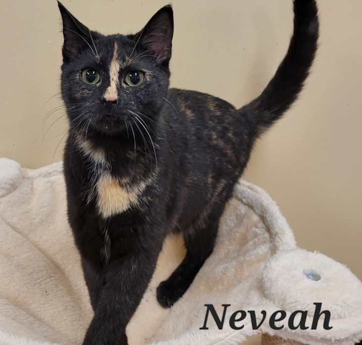Photo of Neveah