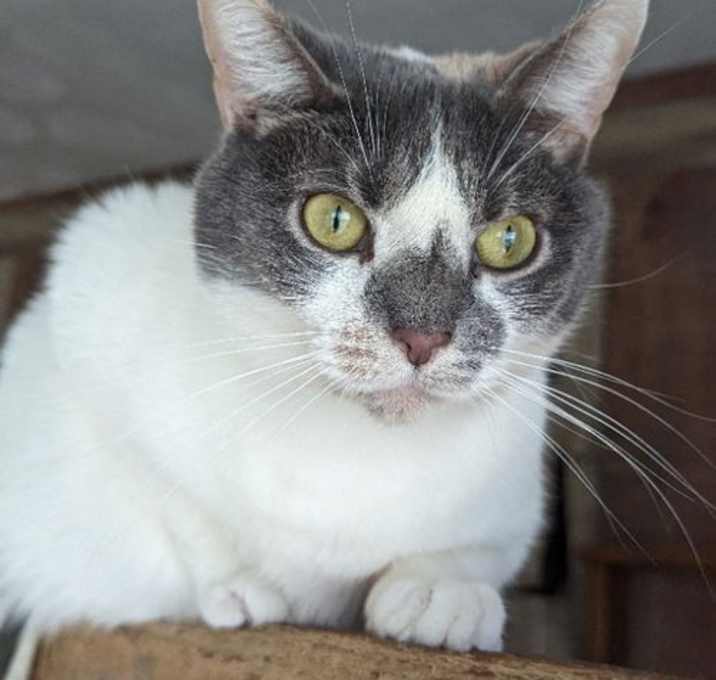 Photo of Violet