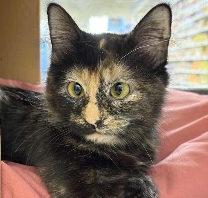Photo of Precious