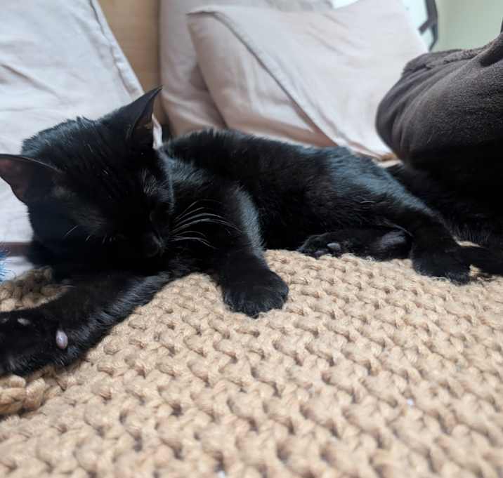 Photo of Sir Poppins-Lover Boy