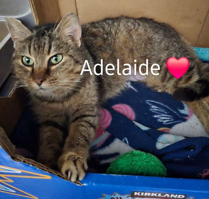 Photo of Adelaide