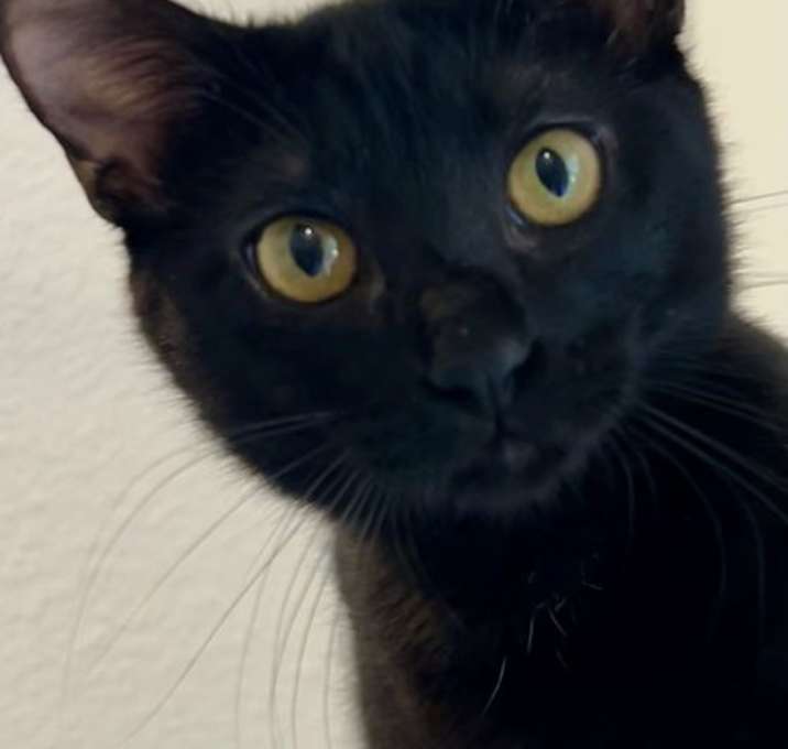 Photo of Shiloh