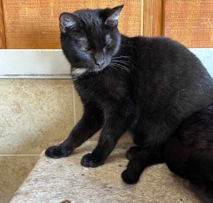 Photo of Demon