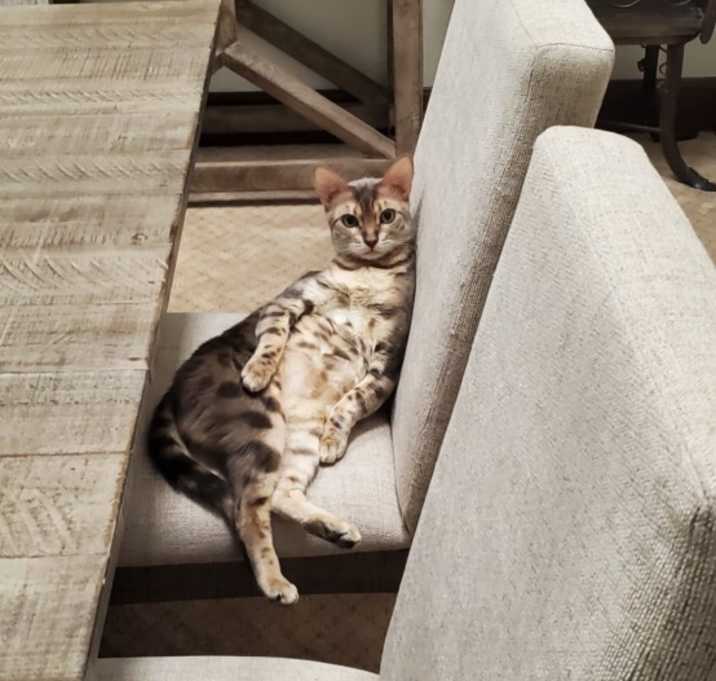 Photo of Nala