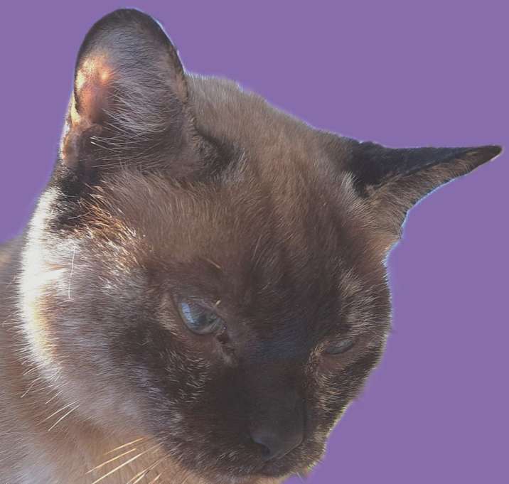 Photo of Hazey