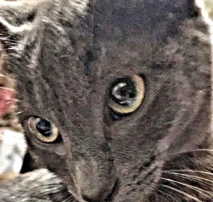Photo of Swifty