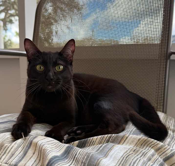 Photo of Bullet