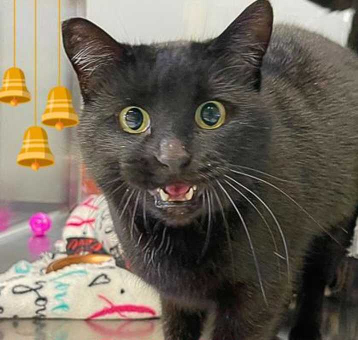 Photo of Jingle
