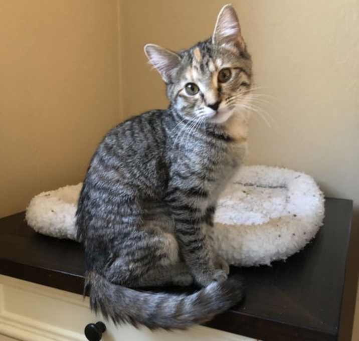 Photo of Artemis
