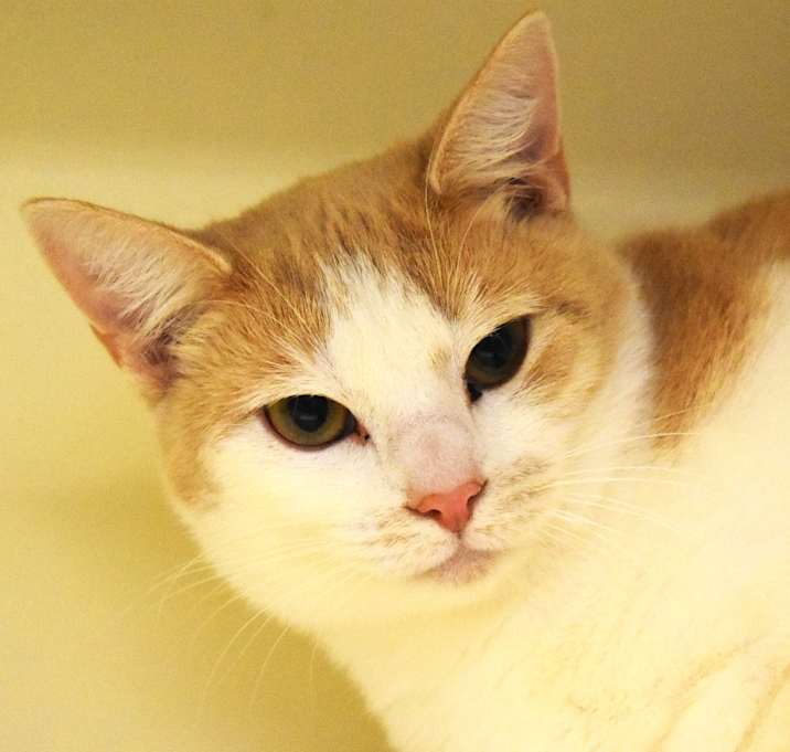 Photo of Snickers