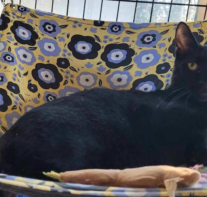 Photo of Linus