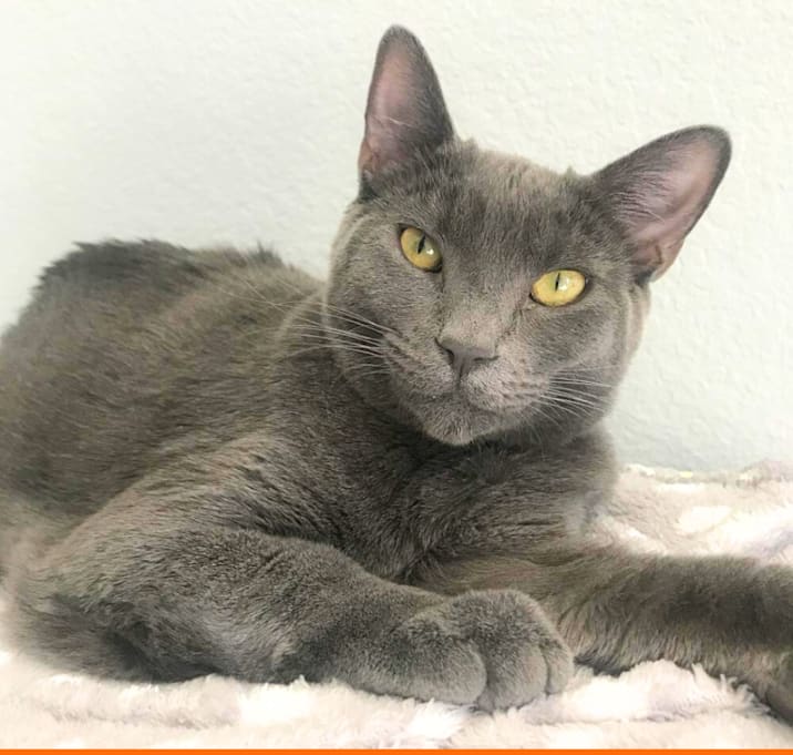 Photo of Luna